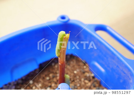 鳳仙花を食べてしまったセスジスズメガの幼虫 鳳仙花を食べてしまったセスジスズメガの幼虫 98551297