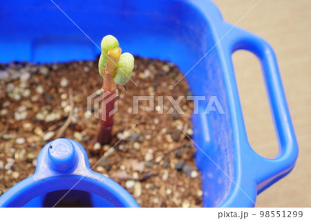鳳仙花を貪る蛾の幼虫 鳳仙花を貪る蛾の幼虫 98551299