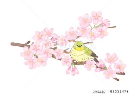 満開の桜とメジロのカットイラスト素材 98551473
