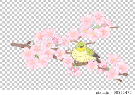 満開の桜とメジロのカットイラスト素材 98551473