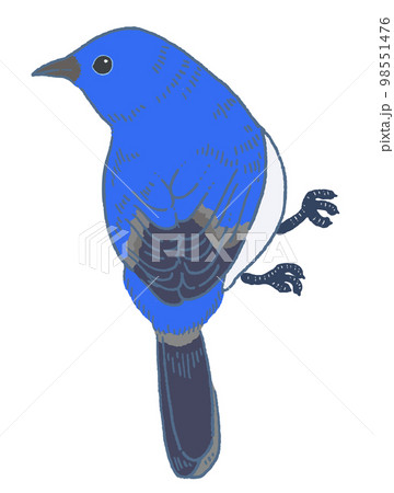 青い鳥のベクターイラスト素材 98551476