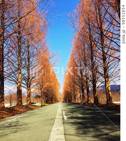 街路樹の百景 街路樹の百景 98551654