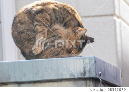 毛づくろいをしながら丸まったネコ 98552079
