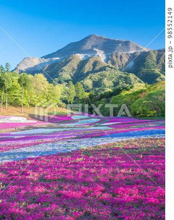 4月埼玉・秩父　羊山公園の芝桜の丘と武甲山 98552149