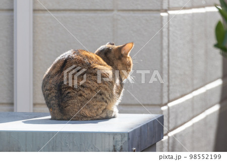 ひなたぼっこをする野良猫の後ろ姿 98552199