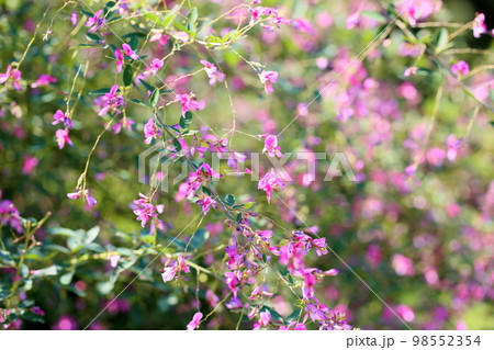 ハギの花 98552354