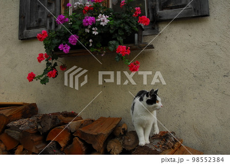 スイス・フィリスールに住む猫 98552384