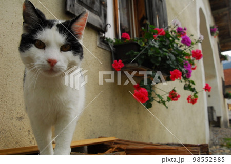 スイス・フィリスールに住む猫 98552385