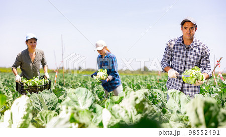 Man farmer harvesting cauliflower at field plantation 98552491