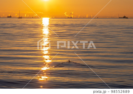 若洲海浜公園から見る初日の出 98552689