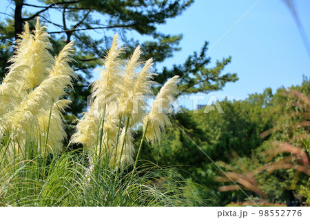 パンパスグラスの花穂 パンパスグラスの花穂 98552776