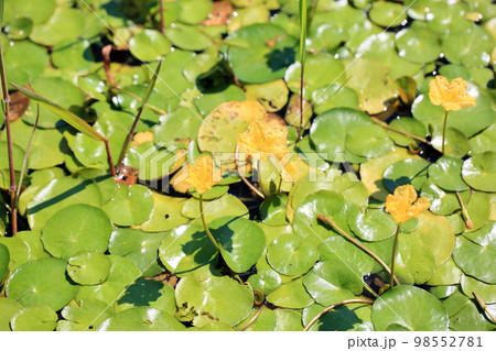 アサザの花 アサザの花 98552781