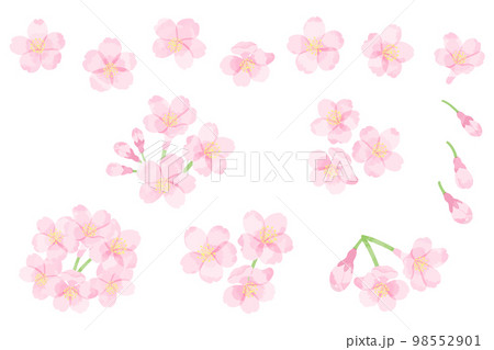 透明感のある桜のイラスト素材 透明感のある桜のイラスト素材 98552901