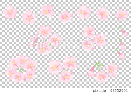 透明感のある桜のイラスト素材 透明感のある桜のイラスト素材 98552901