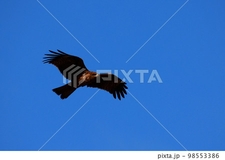 餌を探すトンビ 98553386