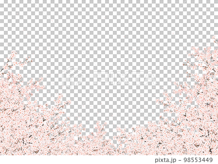cherry blossom cherry blossoms spring white background cherry blossom cherry blossoms spring white background 98553449