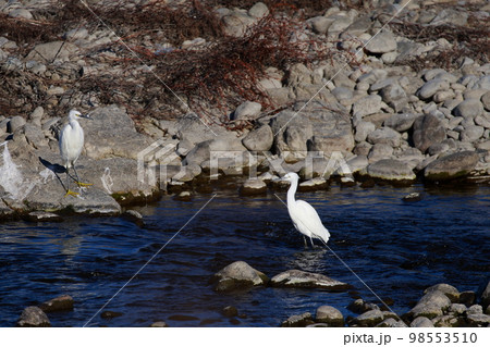 獲物を狙うシラサギ 白鷺 獲物を狙うシラサギ 白鷺 98553510