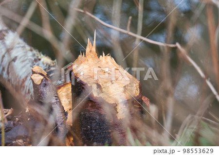 ビ－バ－によって切り倒された木　　デルタ　ブリティッシュコロンビア　カナダ 98553629