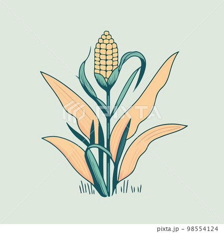 corn plant cultivation with ripe corn cobs 98554124