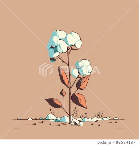 Cotton cultivation in agricultural production farm 98554137