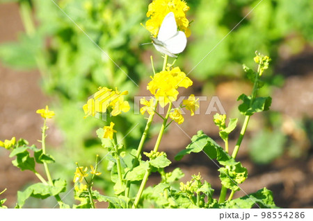 菜の花の蜜を吸うモンシロチョウ　 98554286