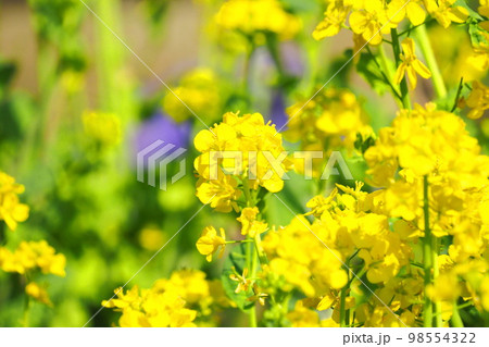 満開の菜の花 満開の菜の花 98554322