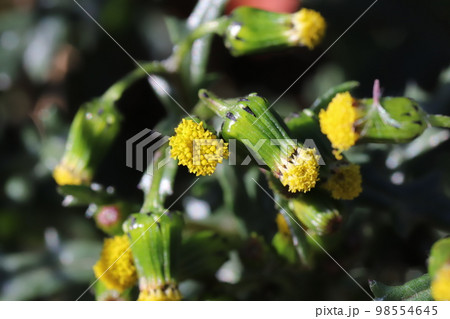 日本の冬の野原に咲く黄色いノボロギクの花 日本の冬の野原に咲く黄色いノボロギクの花 98554645