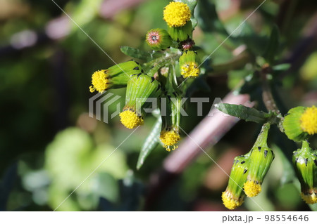 日本の冬の野原に咲く黄色いノボロギクの花 日本の冬の野原に咲く黄色いノボロギクの花 98554646