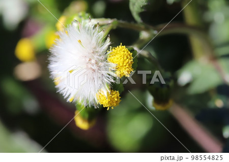 日本の冬の野原に咲く黄色いノボロギクの花と白い種 日本の冬の野原に咲く黄色いノボロギクの花と白い種 98554825