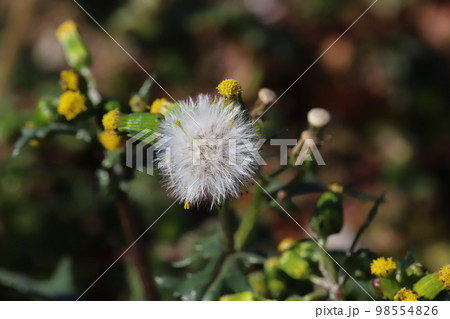 日本の冬の野原に咲く黄色いノボロギクの花と白い種 日本の冬の野原に咲く黄色いノボロギクの花と白い種 98554826