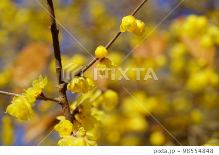 青空に満開のロウバイの大木 98554848