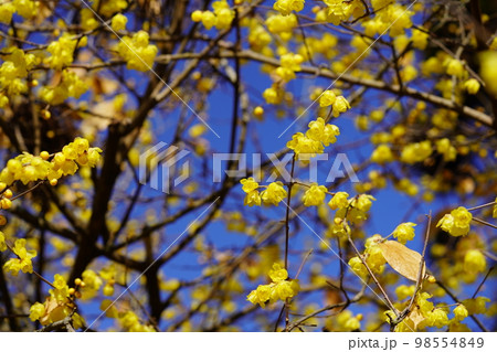 青空に満開のロウバイの大木 青空に満開のロウバイの大木 98554849