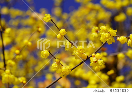青空に満開のロウバイの大木 青空に満開のロウバイの大木 98554859