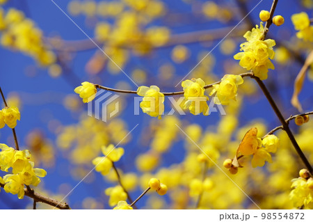 青空に満開のロウバイの大木 98554872