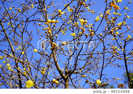 青空に咲き始めたロウバイの大木 98554898