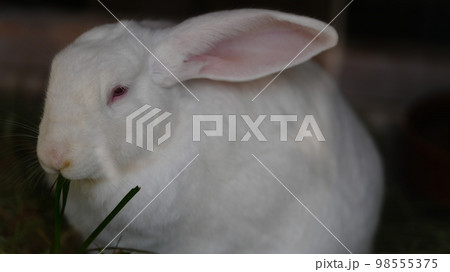 かわいいおめめと耳に癒された、井の頭自然文化園のカイウサギ かわいいおめめと耳に癒された、井の頭自然文化園のカイウサギ 98555375