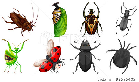 Set of different kinds of insects Set of different kinds of insects 98555405