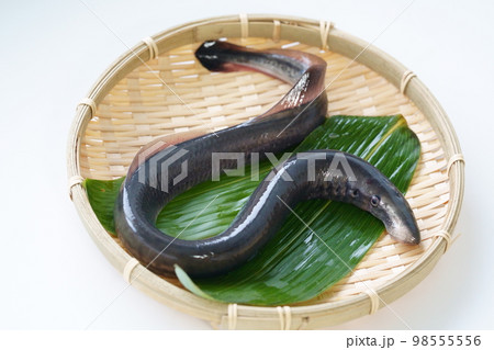 笊の上のヤツメウナギ 笊の上のヤツメウナギ 98555556