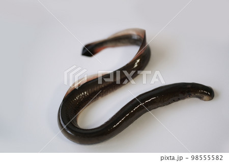 ヤツメウナギの全身 白バック ヤツメウナギの全身 白バック 98555582
