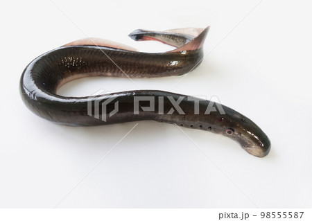 ヤツメウナギの全身　白バック 98555587