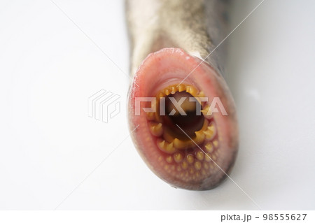 ヤツメウナギの口のアップ 98555627