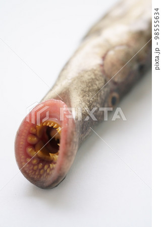 ヤツメウナギの口のアップ 98555634