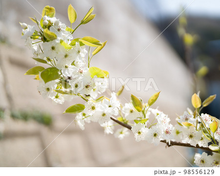 Blossoming Japanese pear tree with blurred background. Blossoming Japanese pear tree with blurred background. 98556129