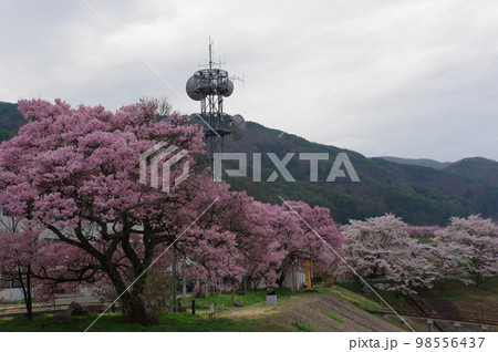 美和ダムの桜（長野県） 98556437