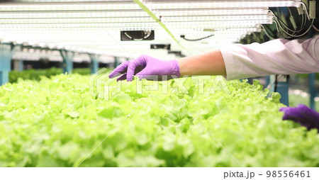 Hydroponic vegetable farm.Fresh Green vegetables(Hydroponics) background 98556461