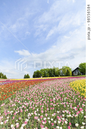 満開のチューリップ 98556584