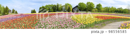 満開のチューリップ（パノラマ撮影） 98556585