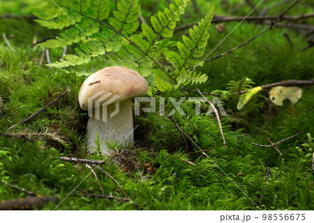 Mushroom growing on lush green moss in a forest 98556675
