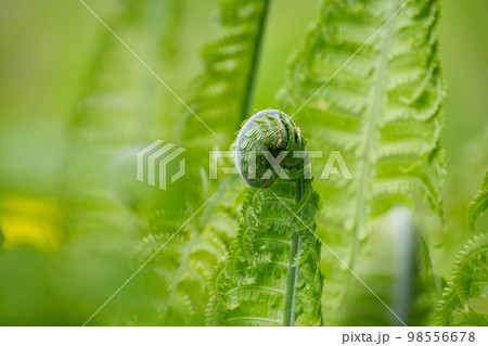 Close up view of ferns leaves over foliage background 98556678