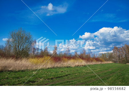 Lush green grassy field bordered with woodland trees 98556682